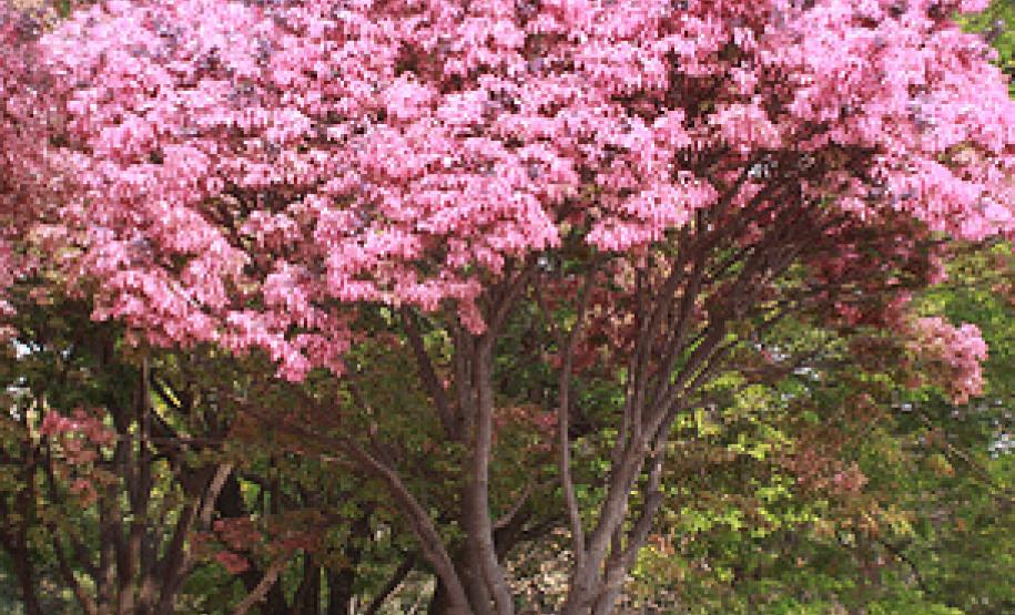 Paraná Projetos participa de Fórum da BR 369 no Município de Andirá