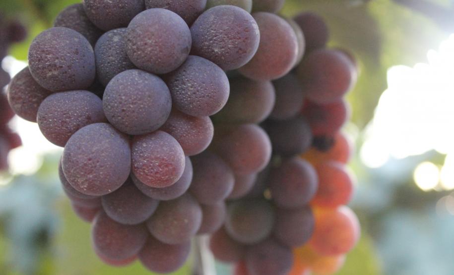 AS POTENCIALIDADES DO VALE DO IVAÍ